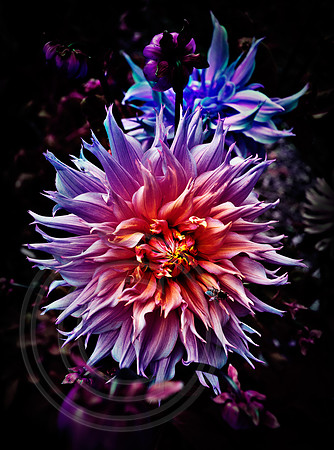 Dahlias 1728