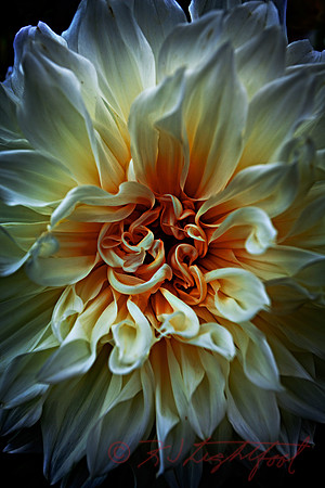 Dahlia 1720