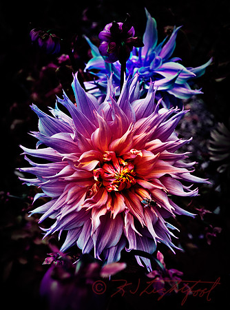 Dahlias 1728