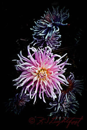 Dahlia 1a 1686